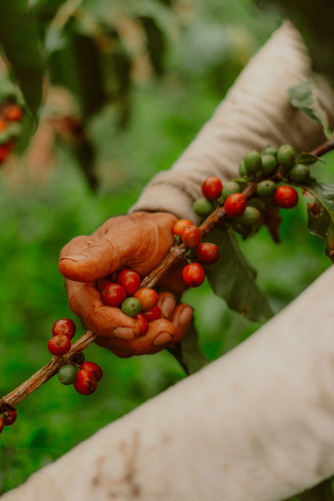 Coffee cherries in hand